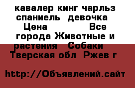  кавалер кинг чарльз спаниель -девочка › Цена ­ 45 000 - Все города Животные и растения » Собаки   . Тверская обл.,Ржев г.